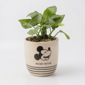 Mickey Mouse Übertopf mit Pflanze – Disney Home